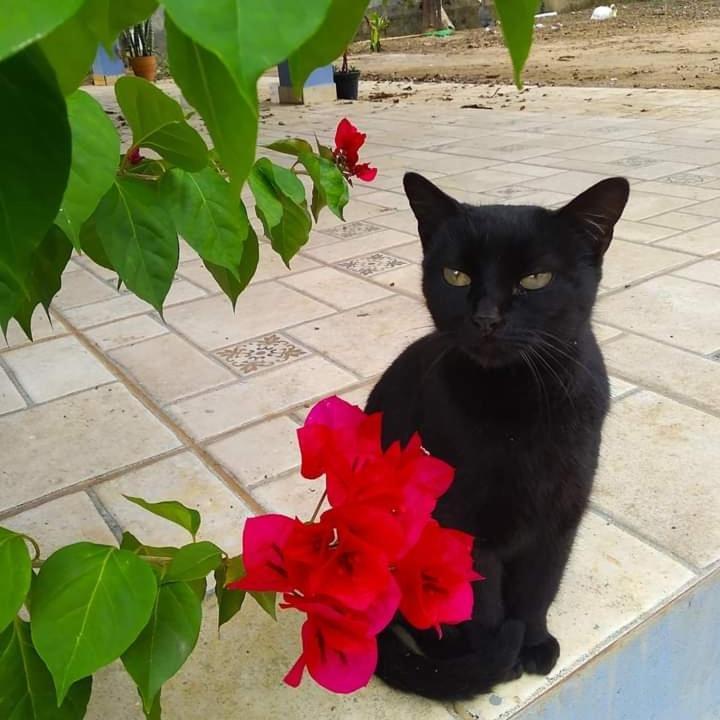 Hostel Santuario De Protecao Animal Filhos De Salomao Bragança Paulista Εξωτερικό φωτογραφία