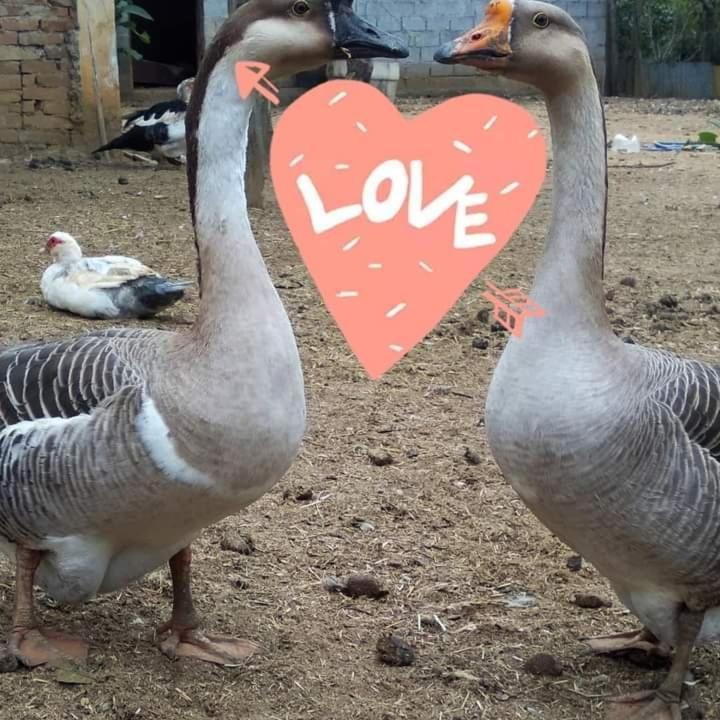 Hostel Santuario De Protecao Animal Filhos De Salomao Bragança Paulista Εξωτερικό φωτογραφία