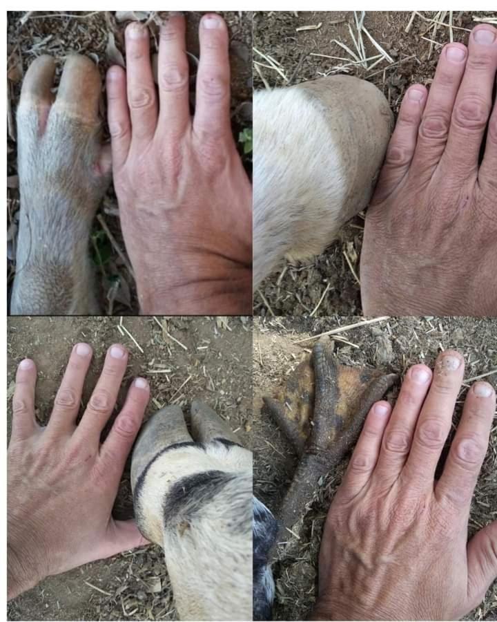 Hostel Santuario De Protecao Animal Filhos De Salomao Bragança Paulista Εξωτερικό φωτογραφία